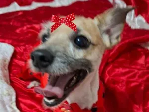 Cachorro raça SRD-ViraLata idade 1 ano nome Cloe