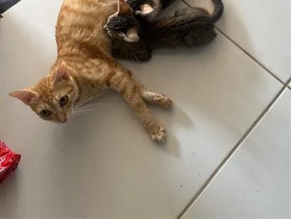 Gato raça SRD-ViraLata idade 1 ano nome Âmbar