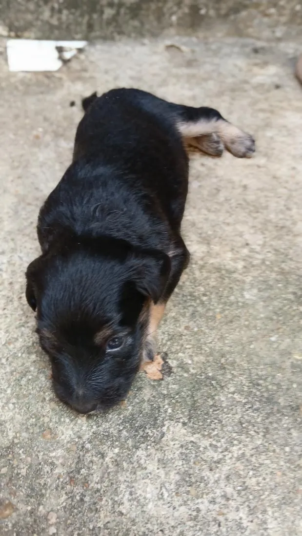 Cachorro raça SRD-ViraLata idade Abaixo de 2 meses nome pretinho e pretinha