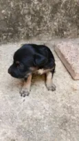pretinho e pretinha