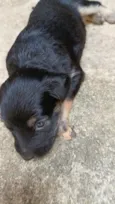 pretinho e pretinha