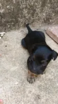 pretinho e pretinha