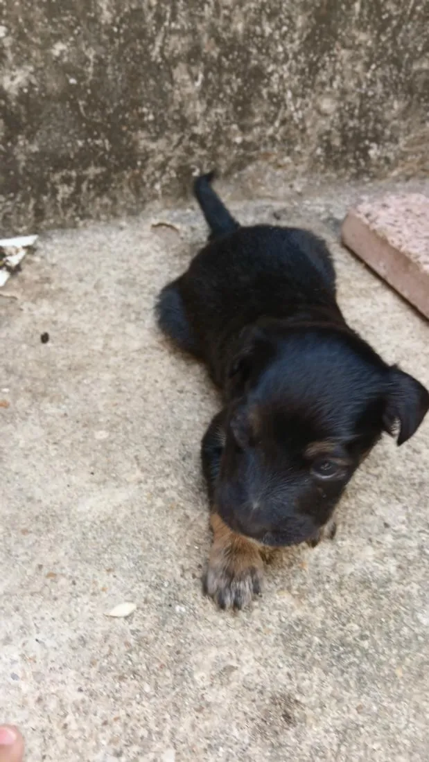 Cachorro raça SRD-ViraLata idade Abaixo de 2 meses nome pretinho e pretinha