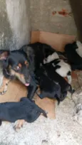 pretinho e pretinha