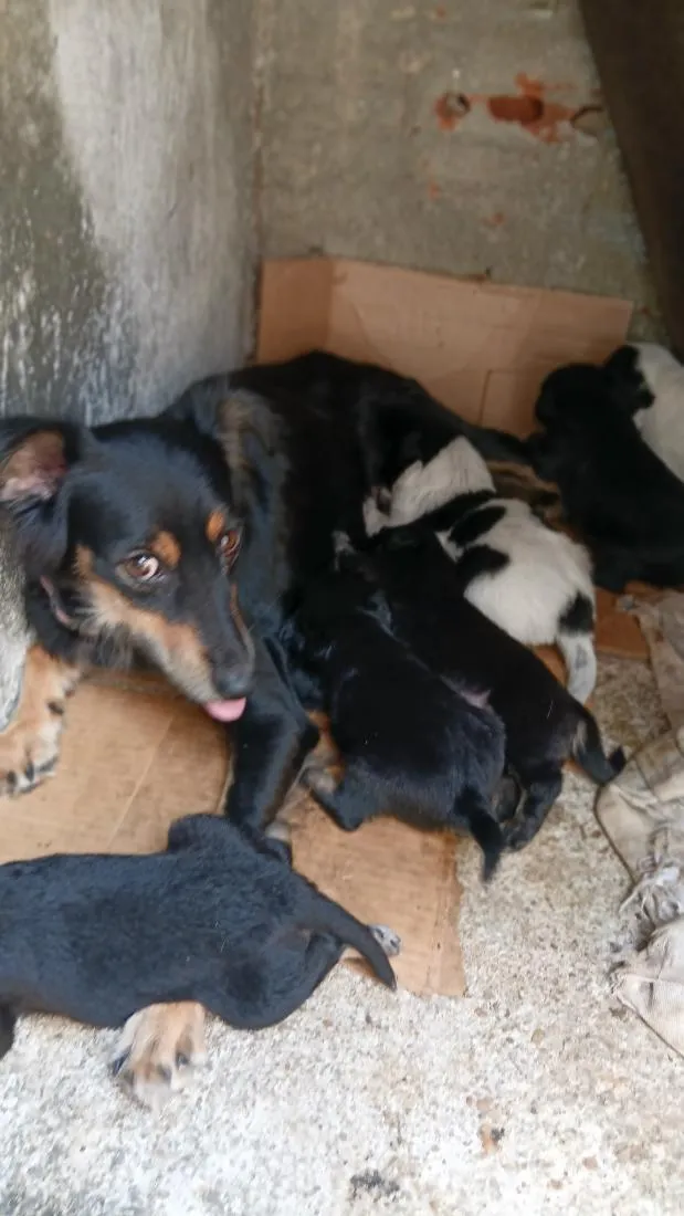 Cachorro raça SRD-ViraLata idade Abaixo de 2 meses nome pretinho e pretinha