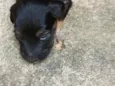 pretinho e pretinha