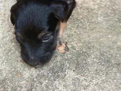 Cachorro raça SRD-ViraLata idade Abaixo de 2 meses nome pretinho e pretinha