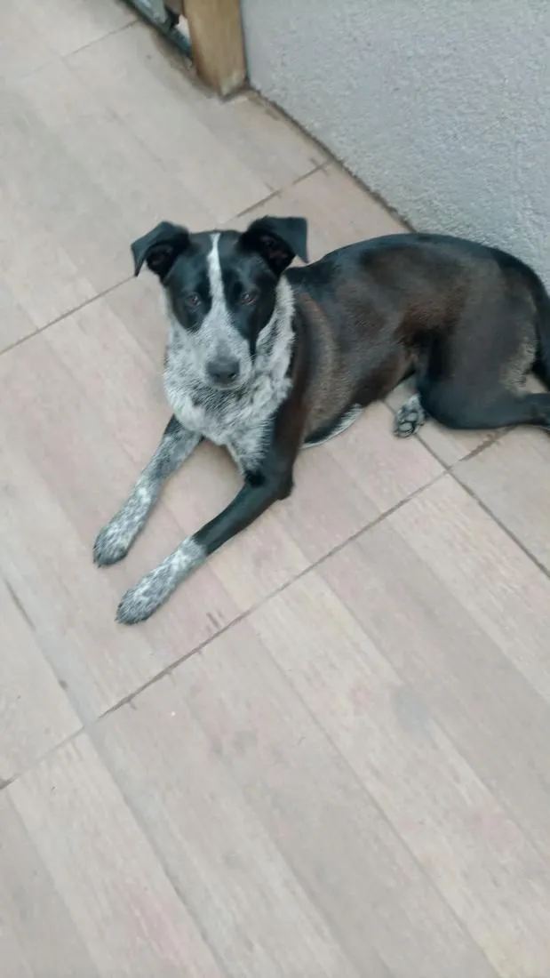 Cachorro raça SRD-ViraLata idade 2 a 6 meses nome LUNA