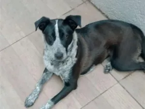 Cachorro raça SRD-ViraLata idade 2 a 6 meses nome LUNA