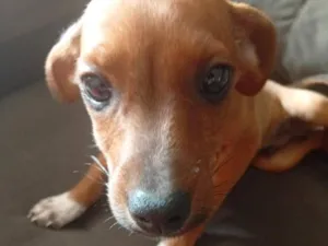 Cachorro raça Basset-Cofap idade 2 a 6 meses nome Darwin