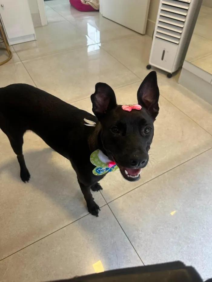 Cachorro raça SRD-ViraLata idade 1 ano nome Lady