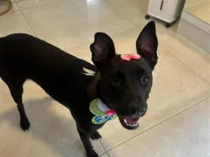 Cachorro raça SRD-ViraLata idade 1 ano nome Lady