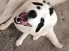 Cachorro raça SRD-ViraLata idade 7 a 11 meses nome luke