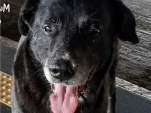 Cachorro raça SRD-ViraLata idade 2 anos nome Maia