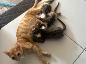 Gato raça SRD-ViraLata idade 1 ano nome Âmbar