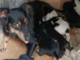 pretinho e pretinha