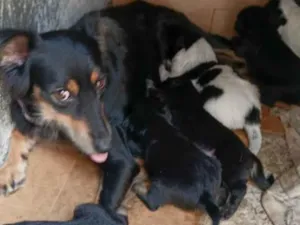 Cachorro raça SRD-ViraLata idade Abaixo de 2 meses nome pretinho e pretinha