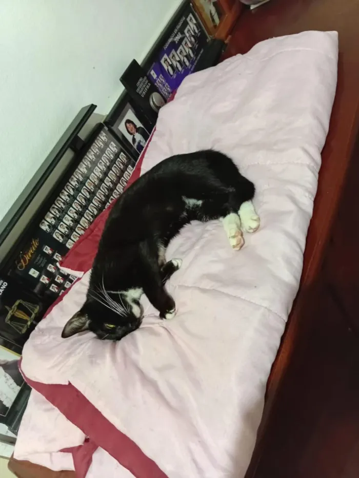Gato raça SRD-ViraLata idade 7 a 11 meses nome Frajola