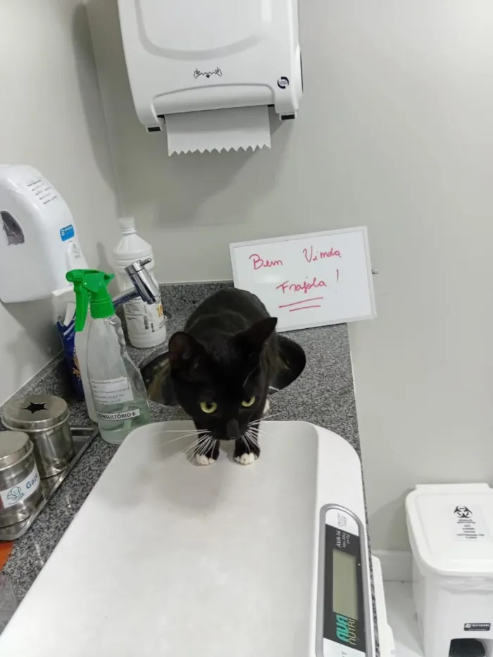 Gato raça SRD-ViraLata idade 7 a 11 meses nome Frajola