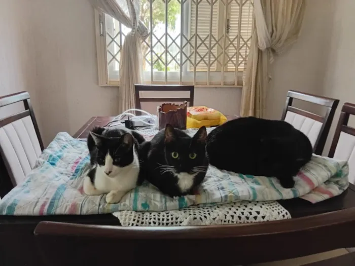 Gato raça SRD-ViraLata idade 7 a 11 meses nome Frajola