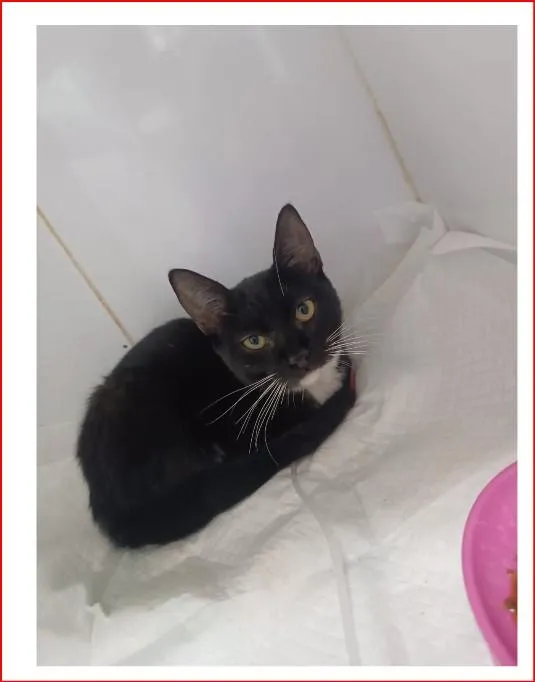 Gato raça SRD-ViraLata idade 7 a 11 meses nome Frajola