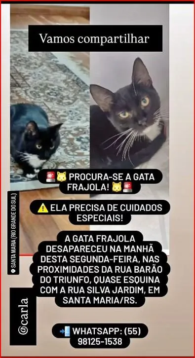 Gato raça SRD-ViraLata idade 7 a 11 meses nome Frajola