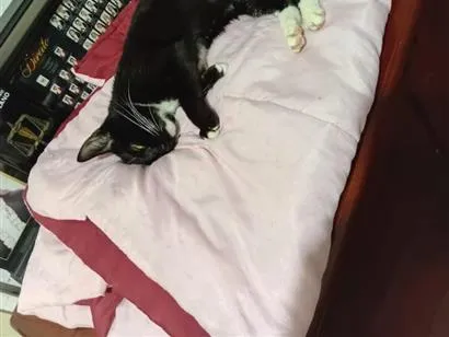 Gato raça SRD-ViraLata idade 7 a 11 meses nome Frajola