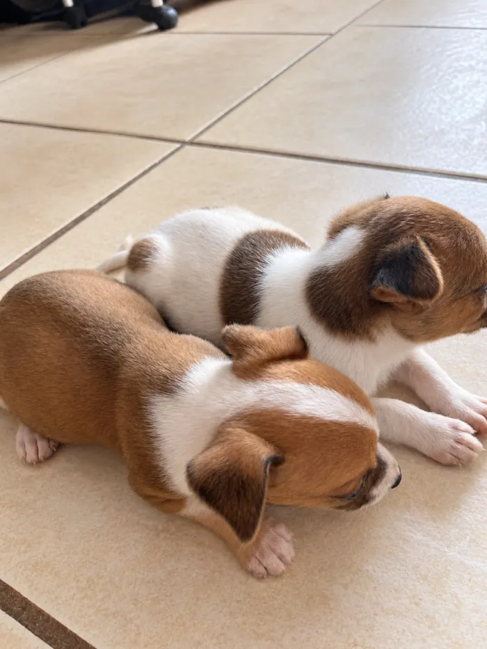 Cachorro raça SRD-ViraLata idade Abaixo de 2 meses nome Não tem