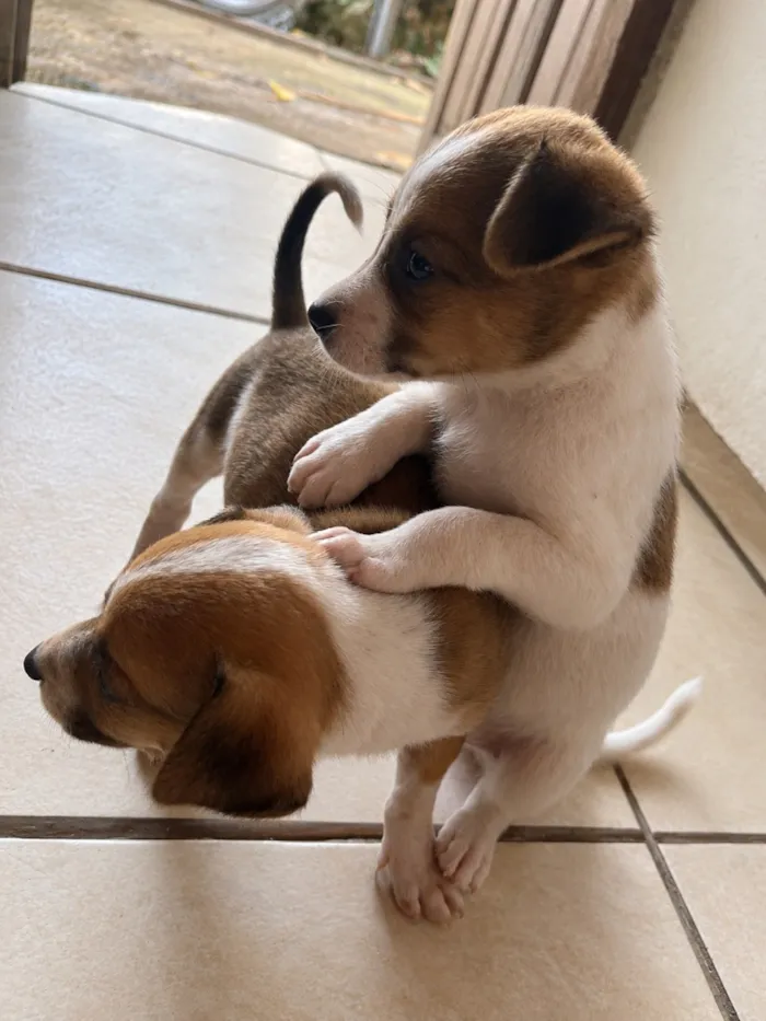Cachorro raça SRD-ViraLata idade Abaixo de 2 meses nome Não tem