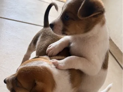 Cachorro raça SRD-ViraLata idade Abaixo de 2 meses nome Não tem