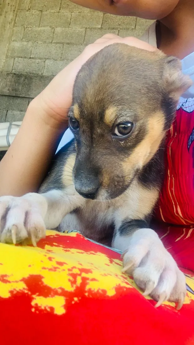 Cachorro raça SRD-ViraLata idade Abaixo de 2 meses nome Clarinha