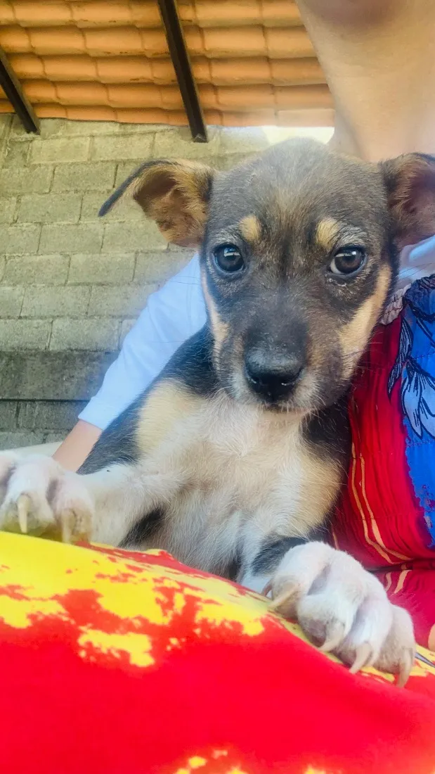 Cachorro raça SRD-ViraLata idade Abaixo de 2 meses nome Clarinha