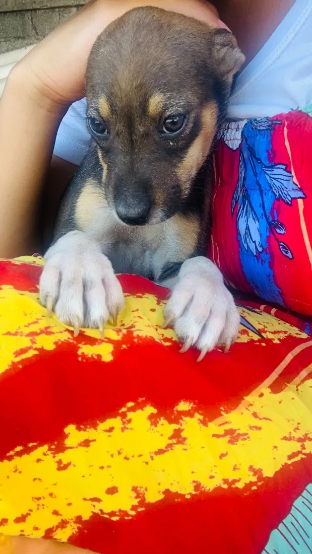 Cachorro raça SRD-ViraLata idade Abaixo de 2 meses nome Clarinha
