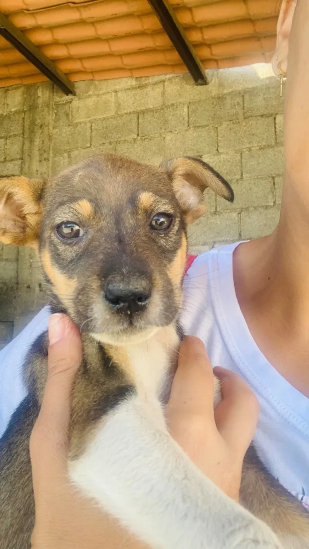 Cachorro raça SRD-ViraLata idade Abaixo de 2 meses nome Clarinha