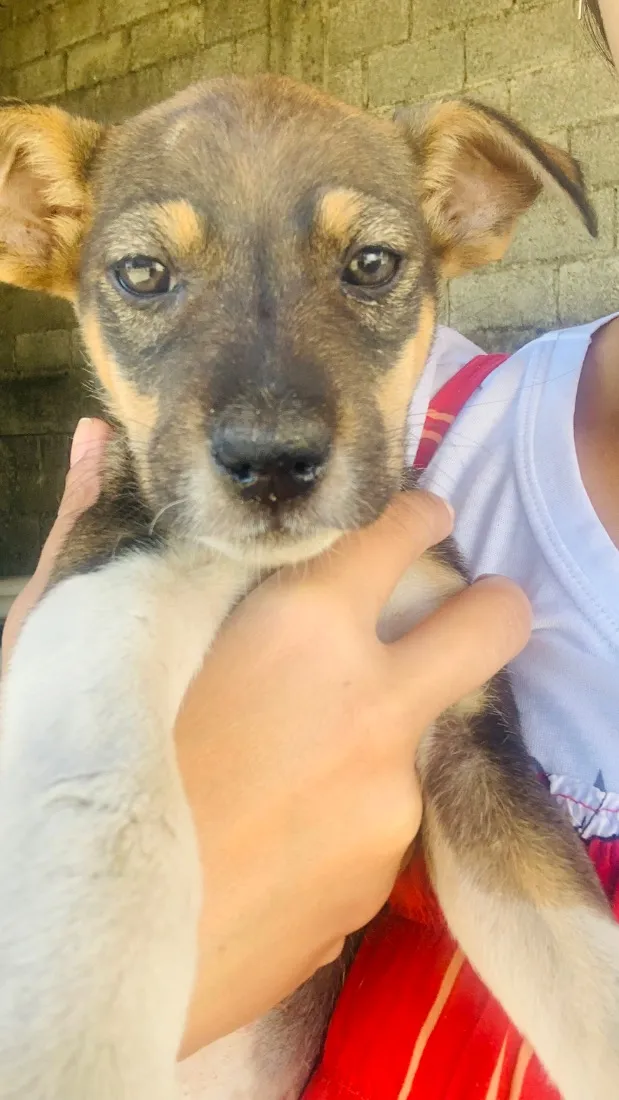 Cachorro raça SRD-ViraLata idade Abaixo de 2 meses nome Clarinha