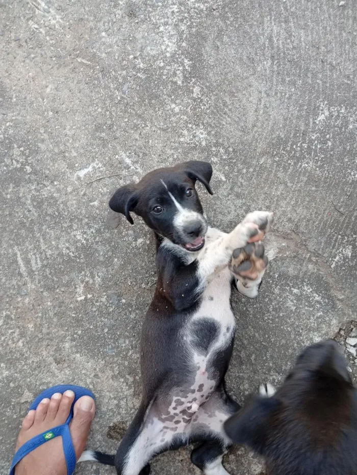 Cachorro raça SRD-ViraLata idade 2 a 6 meses nome sem nome