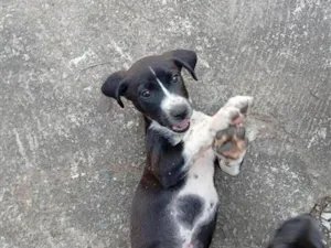 Cachorro raça SRD-ViraLata idade 2 a 6 meses nome sem nome