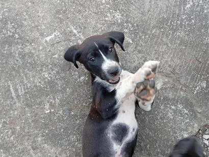 Cachorro raça SRD-ViraLata idade 2 a 6 meses nome sem nome