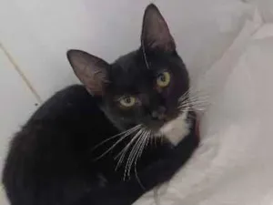 Gato raça SRD-ViraLata idade 7 a 11 meses nome Frajola