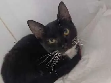 Gato raça SRD-ViraLata idade 7 a 11 meses nome Frajola