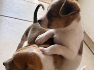 Cachorro raça SRD-ViraLata idade Abaixo de 2 meses nome Não tem