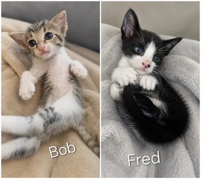 Gato raça SRD-ViraLata idade 2 a 6 meses nome Bob&Fred