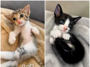 Gato raça SRD-ViraLata idade 2 a 6 meses nome Bob&Fred
