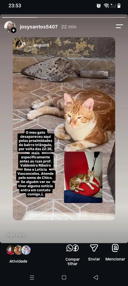 Gato raça SRD-ViraLata idade 7 a 11 meses nome Chico