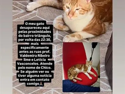 Gato raça SRD-ViraLata idade 7 a 11 meses nome Chico