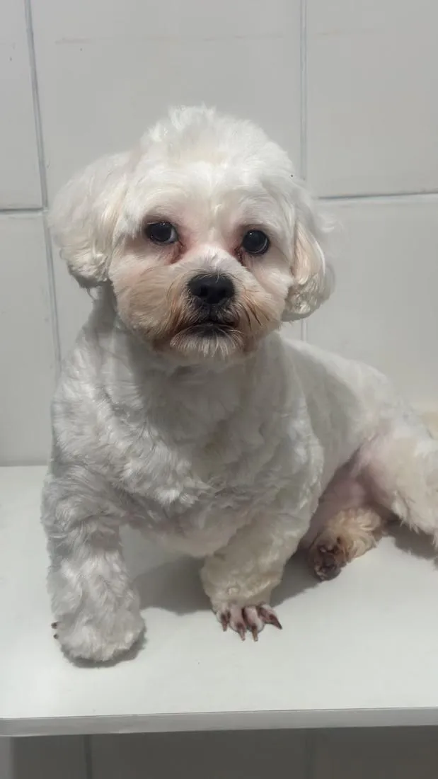 Cachorro raça Maltês idade 2 anos nome Bento