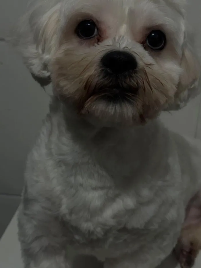 Cachorro raça Maltês idade 2 anos nome Bento