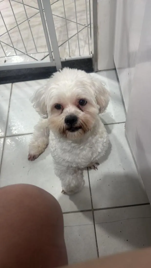 Cachorro raça Maltês idade 2 anos nome Bento