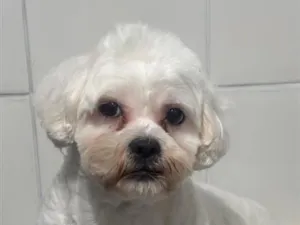 Cachorro raça Maltês idade 2 anos nome Bento