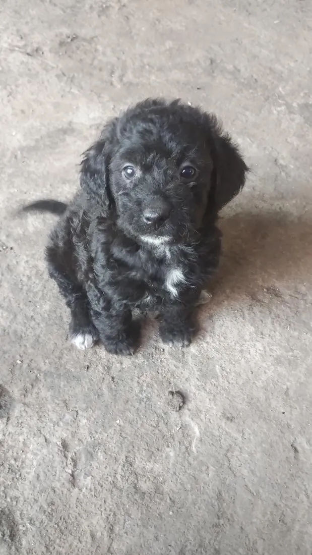 Cachorro raça Poodle idade Abaixo de 2 meses nome não tem nome ainda 